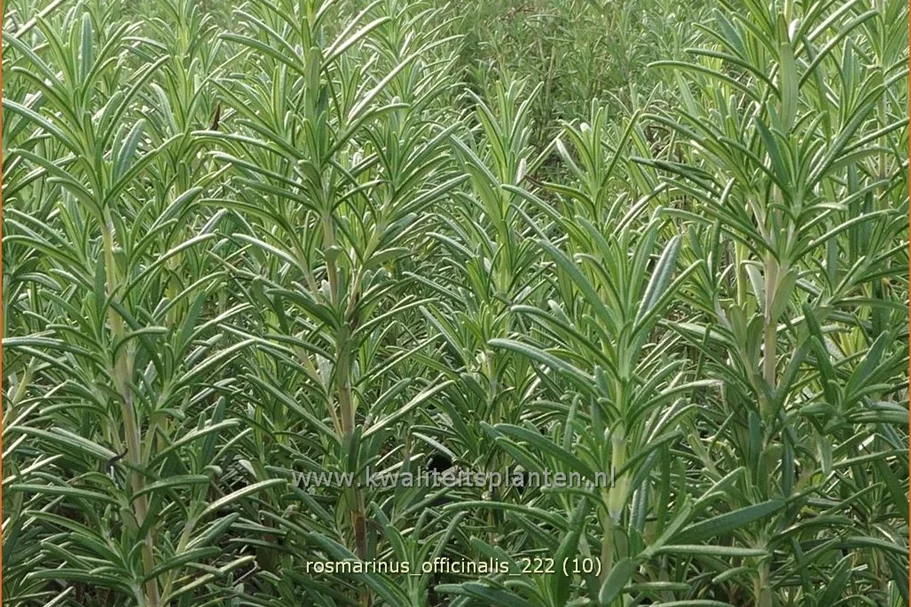 Rosmarinus officinalis