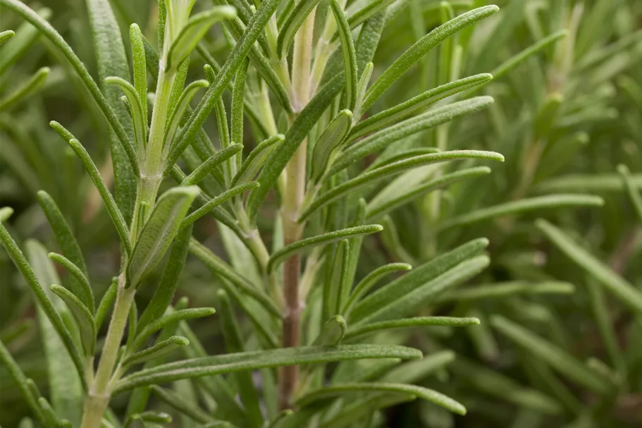 Rosmarinus officinalis