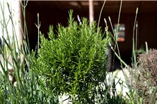 Rosmarinus officinalis