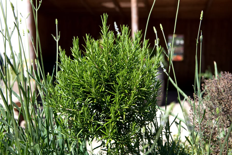 Rosmarinus officinalis