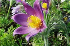 Pulsatilla vulgaris 'Papageno'