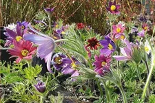 Pulsatilla vulgaris 'Papageno'