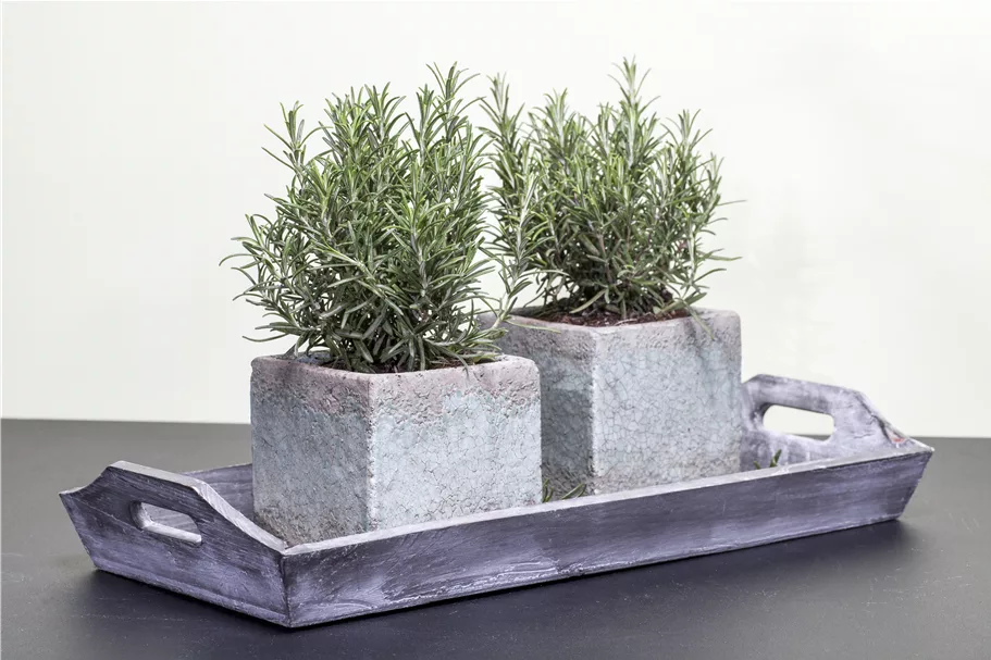 Rosmarinus officinalis