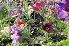 Pulsatilla vulgaris 'Papageno'