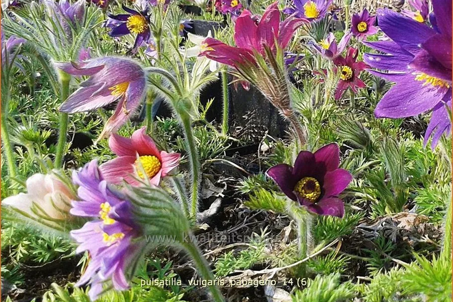 Pulsatilla vulgaris 'Papageno'