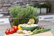 Rosmarinus officinalis