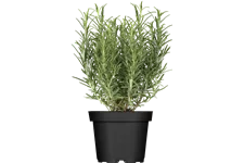 Rosmarinus officinalis