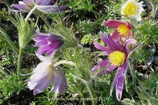 Pulsatilla vulgaris 'Papageno'