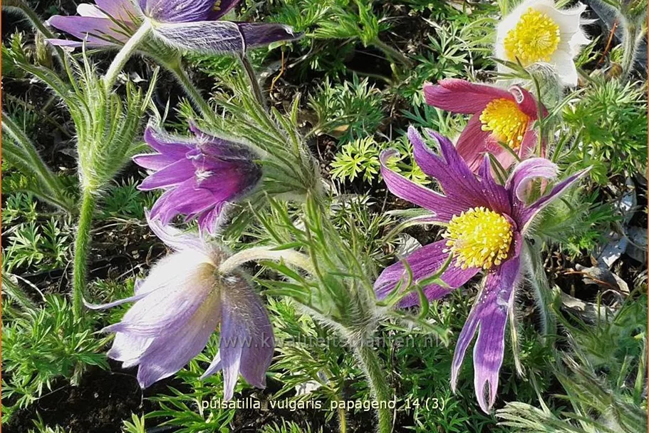Pulsatilla vulgaris 'Papageno'