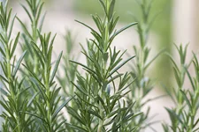 Rosmarinus officinalis