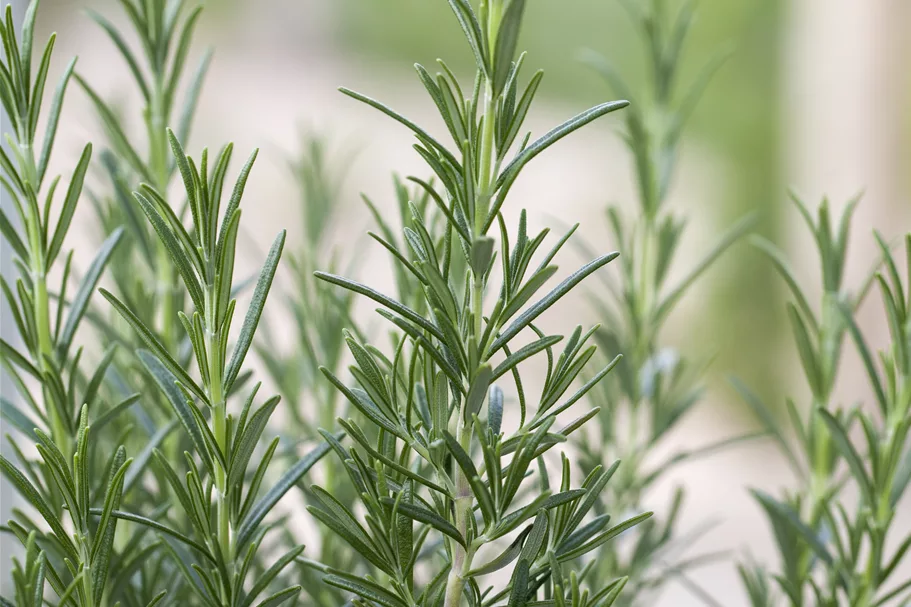 Rosmarinus officinalis