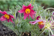 Pulsatilla vulgaris 'Papageno'