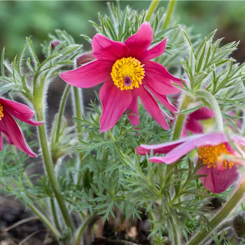 Pulsatilla vulgaris 'Papageno'