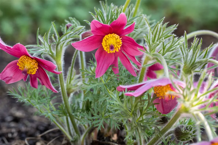 Pulsatilla vulgaris 'Papageno'