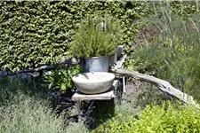 Rosmarinus officinalis