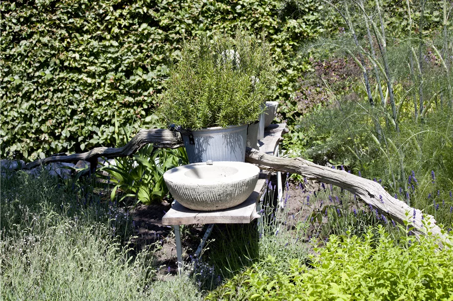 Rosmarinus officinalis