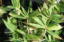 Pleioblastus pygmaeus