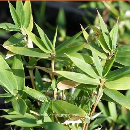 Pleioblastus pygmaeus