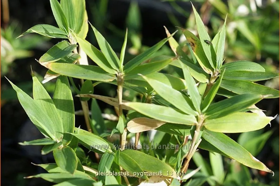 Pleioblastus pygmaeus