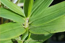 Pleioblastus pygmaeus