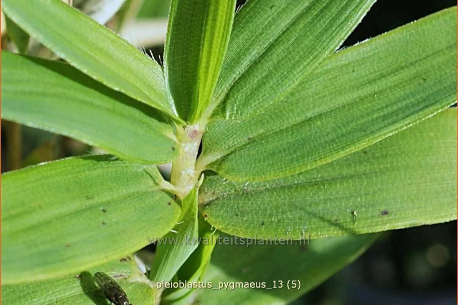 Pleioblastus pygmaeus