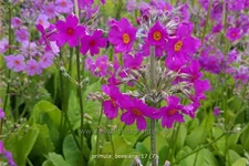 Primula beesiana