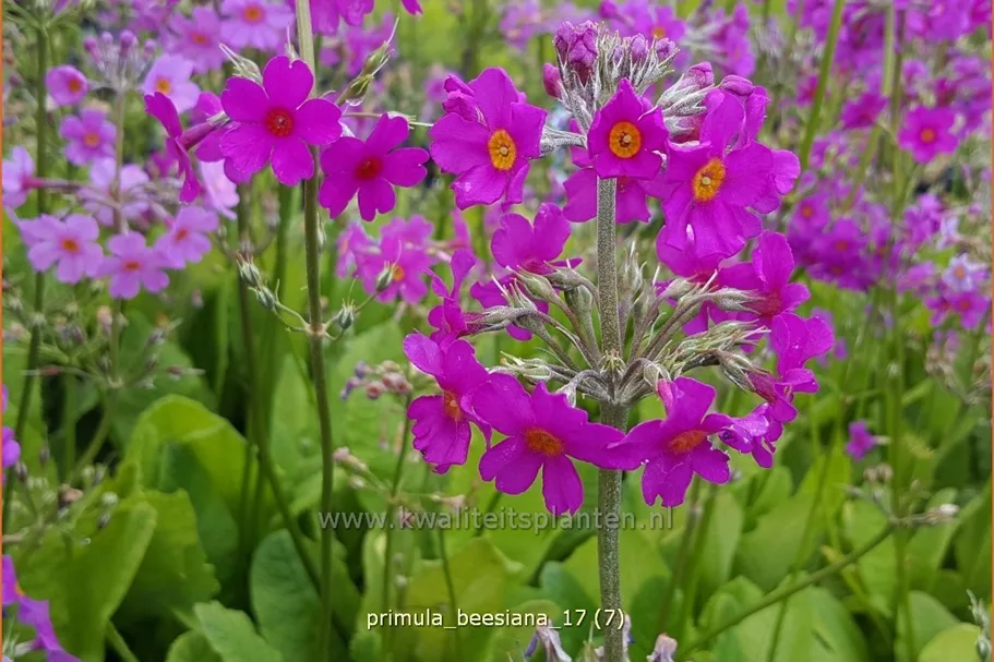 Primula beesiana