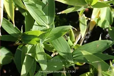 Pleioblastus pygmaeus