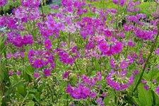 Primula beesiana