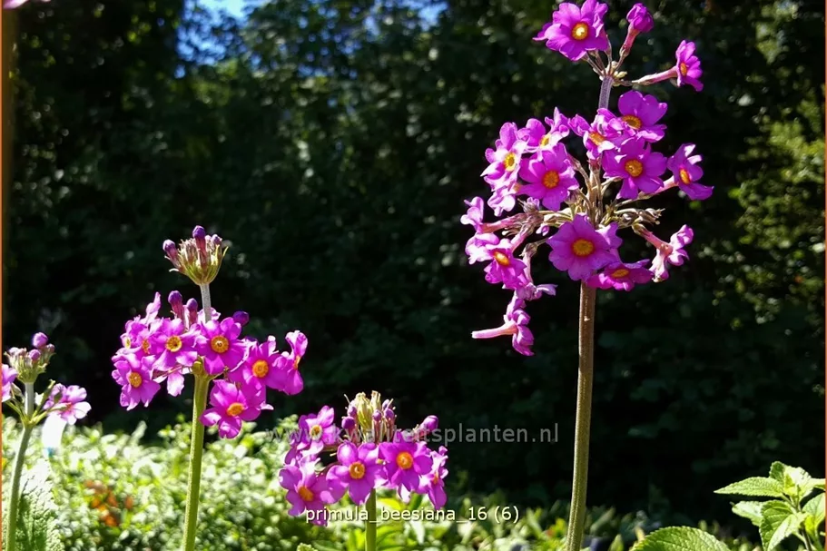 Primula beesiana
