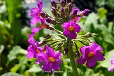 Primula beesiana