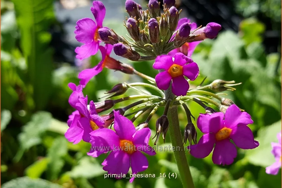 Primula beesiana