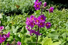 Primula beesiana