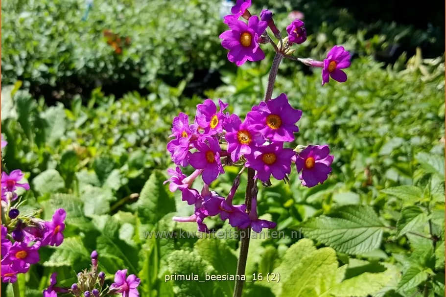 Primula beesiana