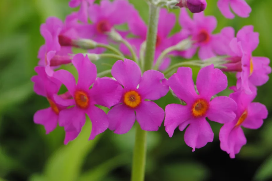 Primula beesiana