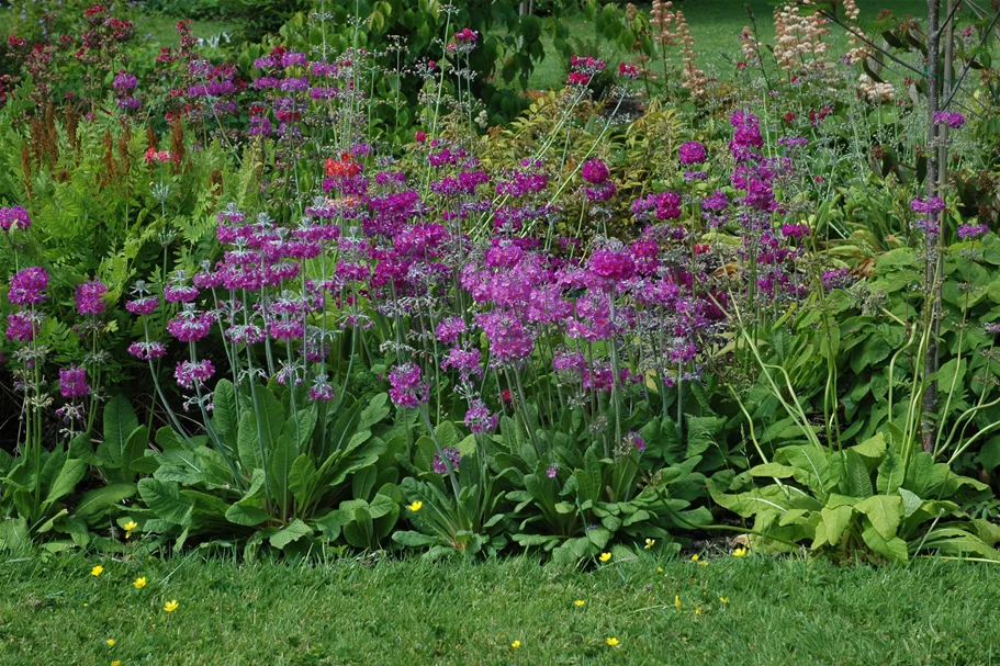 Primula beesiana