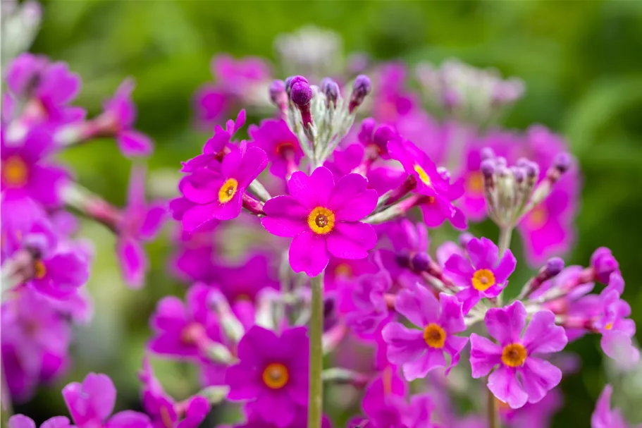 Primula beesiana