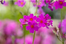Primula beesiana