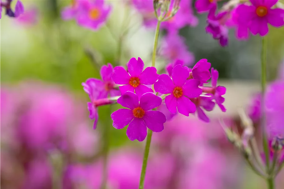 Primula beesiana