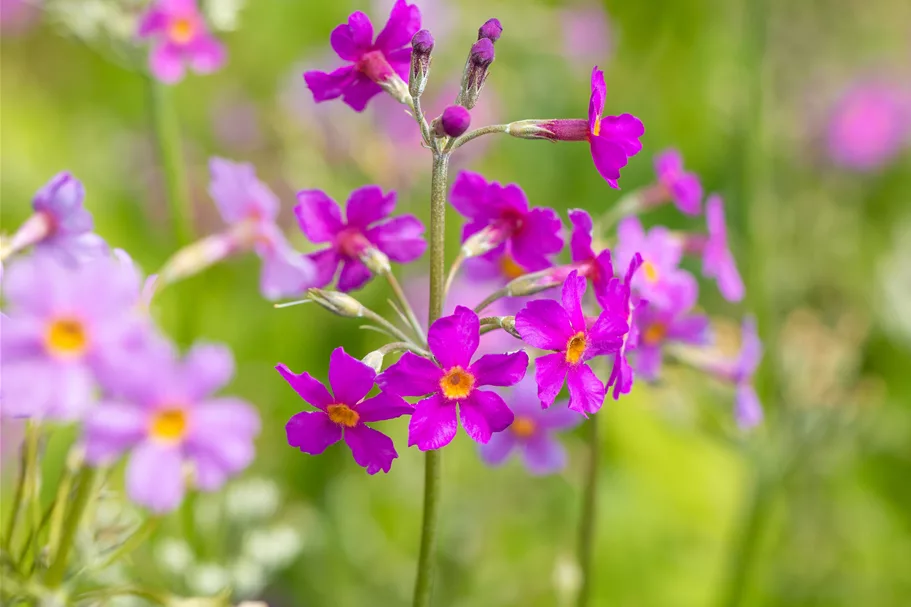 Primula beesiana