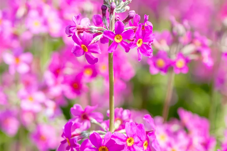 Primula beesiana
