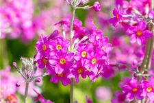 Primula beesiana
