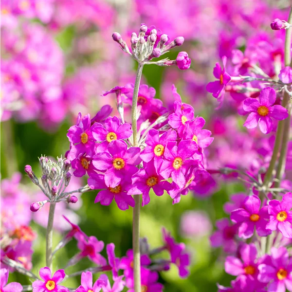 Primula beesiana