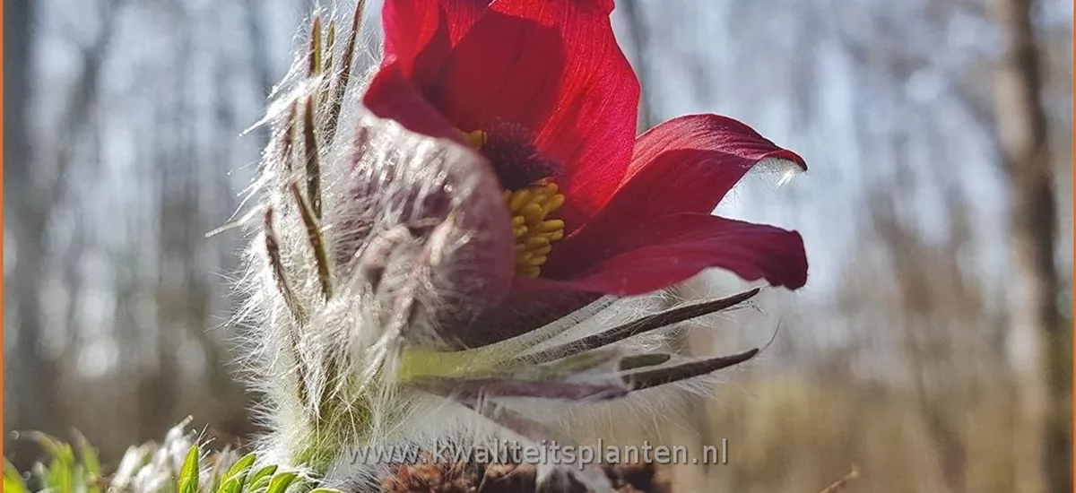 Pulsatilla vulgaris 'Rubra'
