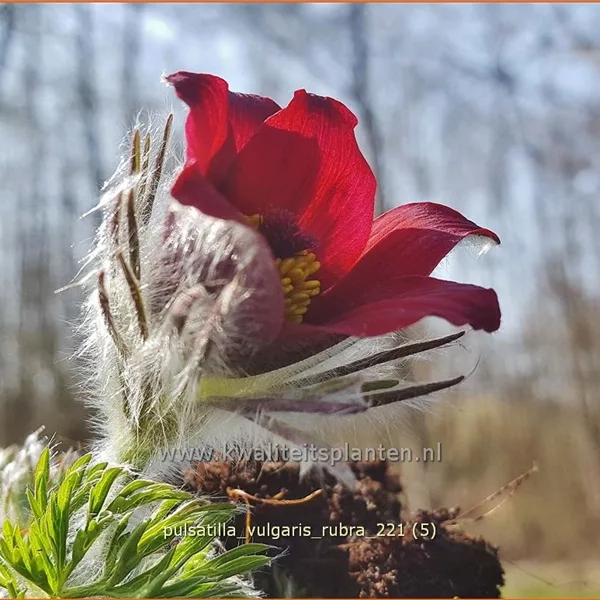 Pulsatilla vulgaris 'Rubra'