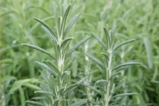 Rosmarinus officinalis 'Arp'