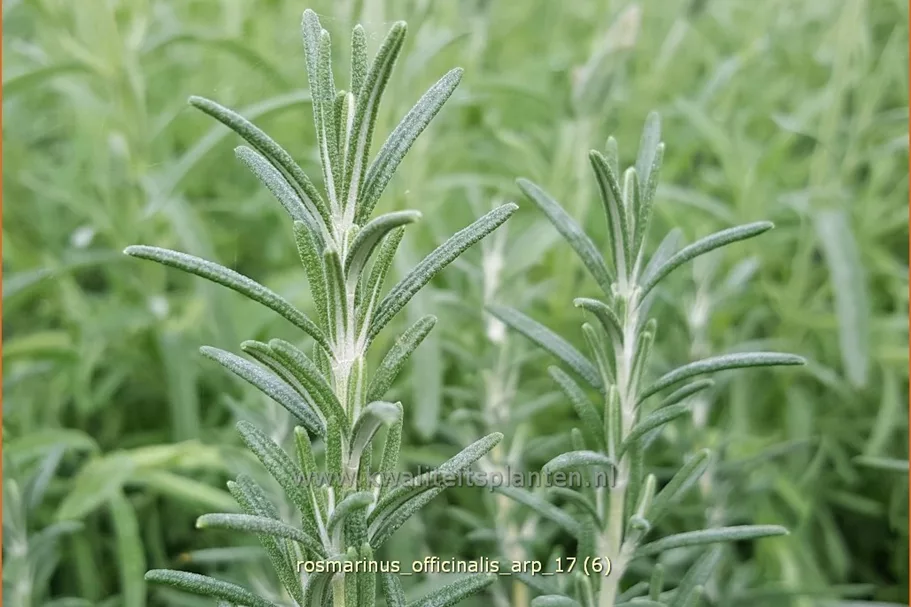Rosmarinus officinalis 'Arp'