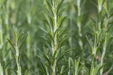 Rosmarinus officinalis 'Arp'