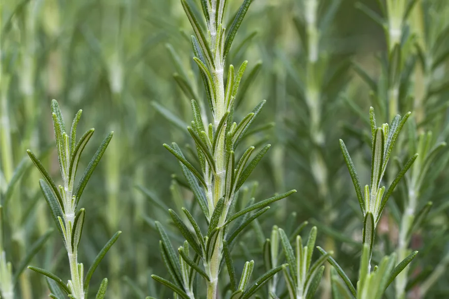 Rosmarinus officinalis 'Arp'