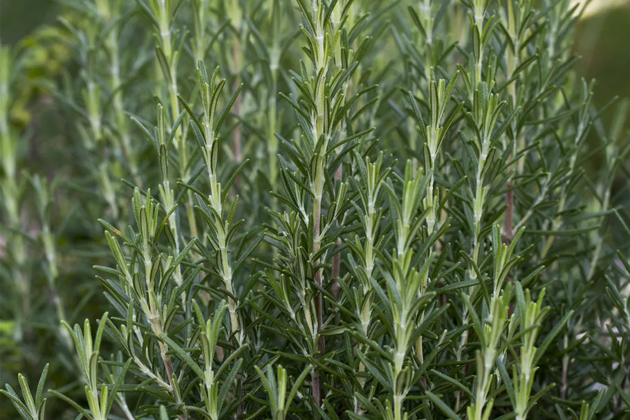 Rosmarinus officinalis 'Arp'